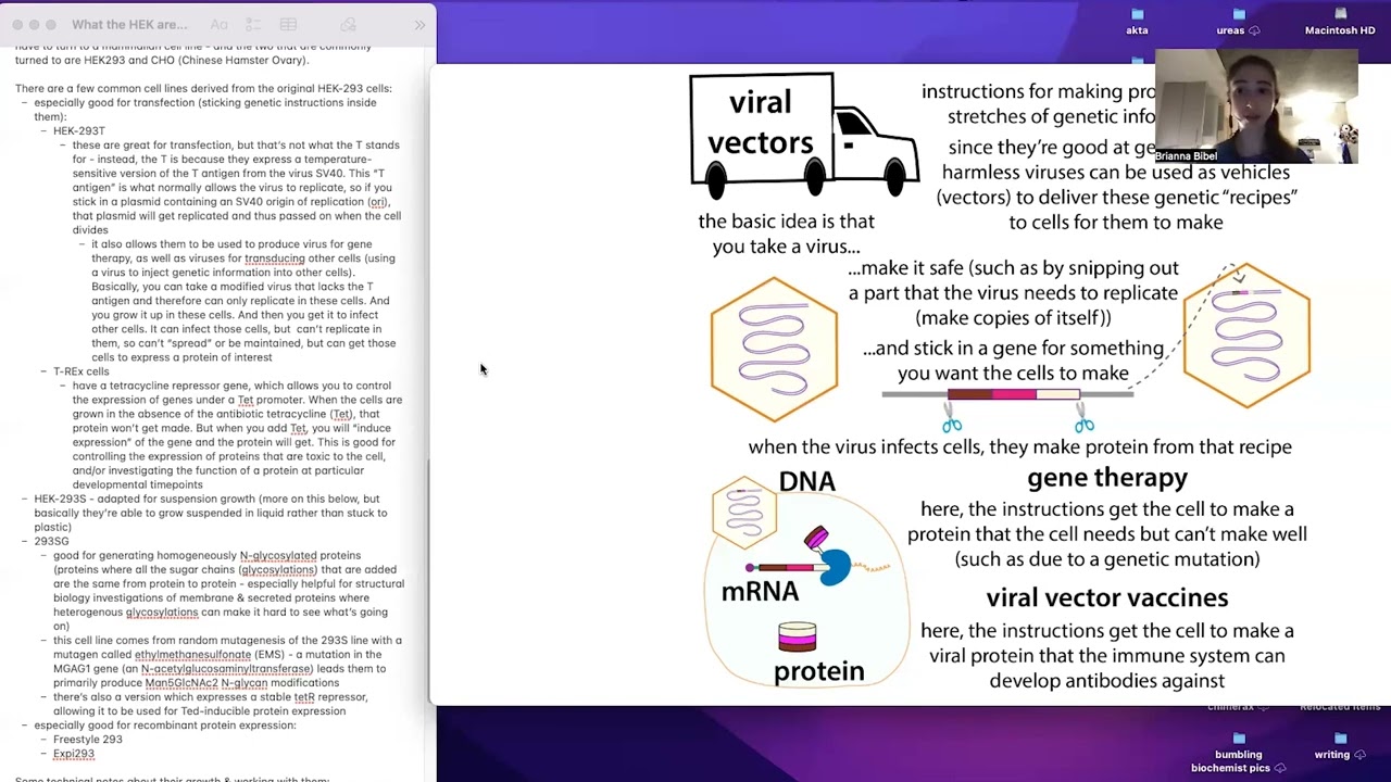 HEK 293 cells: types and uses