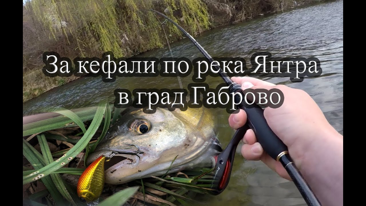 Риболов на кефал на река Янтра в град Габрово