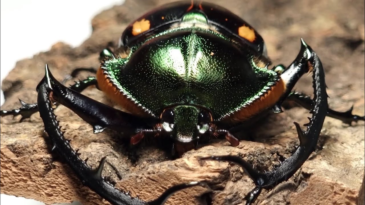 Beautiful beetle with very long legs! Cheirotonus Jansoni (Beetle ASMR)