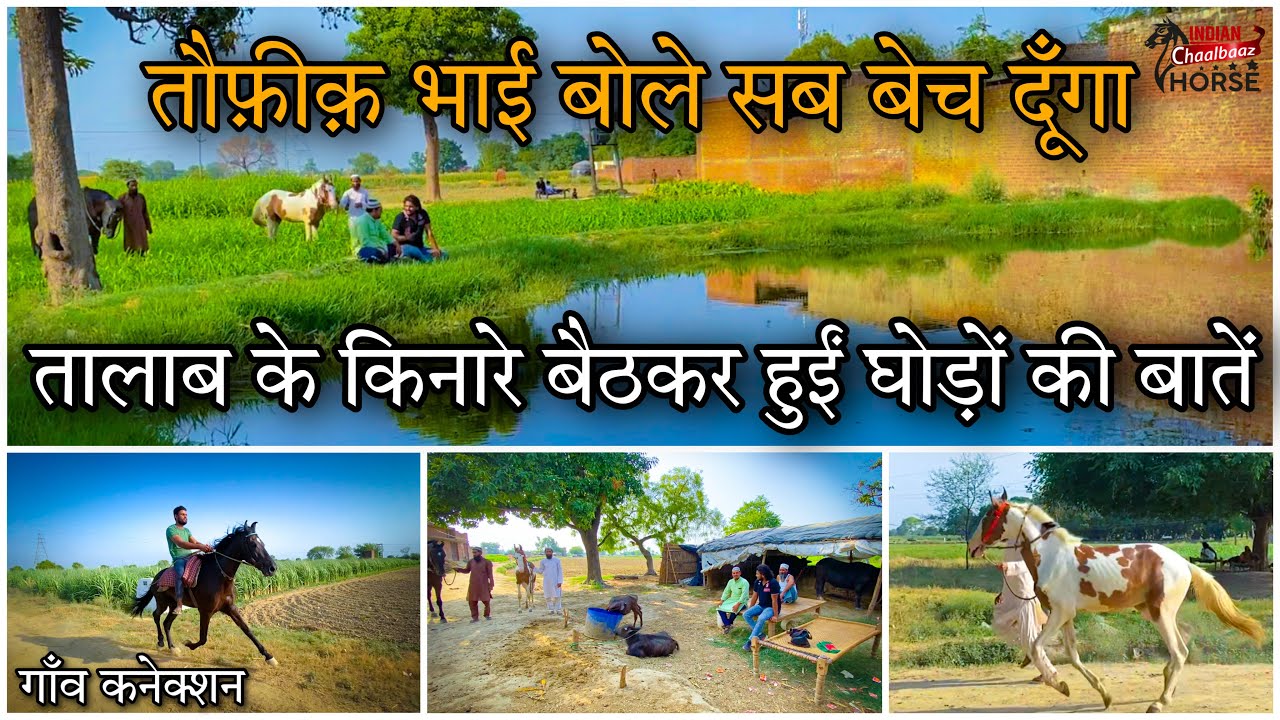 तौफ़ीक़ भाई के घोड़ों से मिलिए और जानिए क्यों बेच रहे हैं सब कुछ (Gaon Connection)