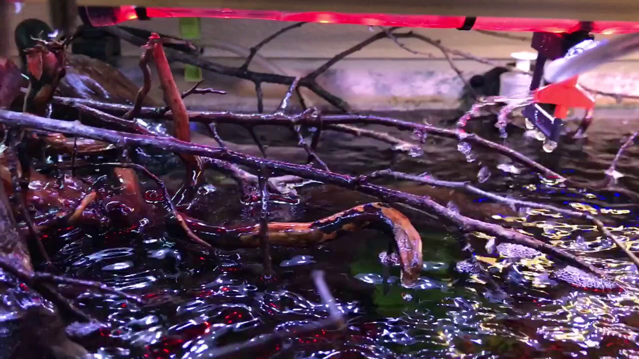 Regenschauer im Salmler Aquarium