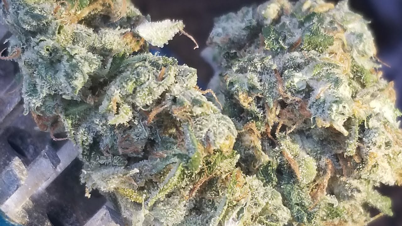 Pineapple Hash plant #3 strain review! 21%THC 1%CBD!! #stayhigh