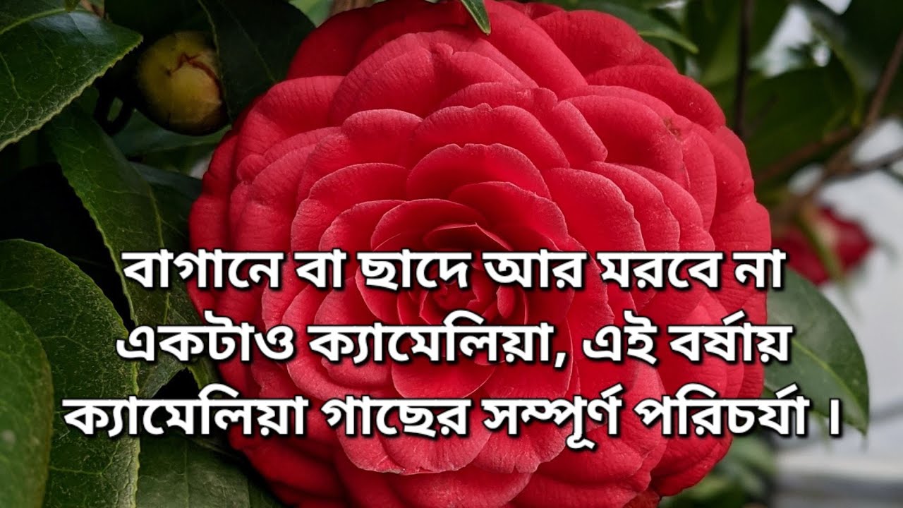 বাগানে বা ছাদে আর মরবে না একটাও ক্যামেলিয়া, এই বর্ষায় ক্যামেলিয়া গাছের সম্পূর্ণ পরিচর্যা ।