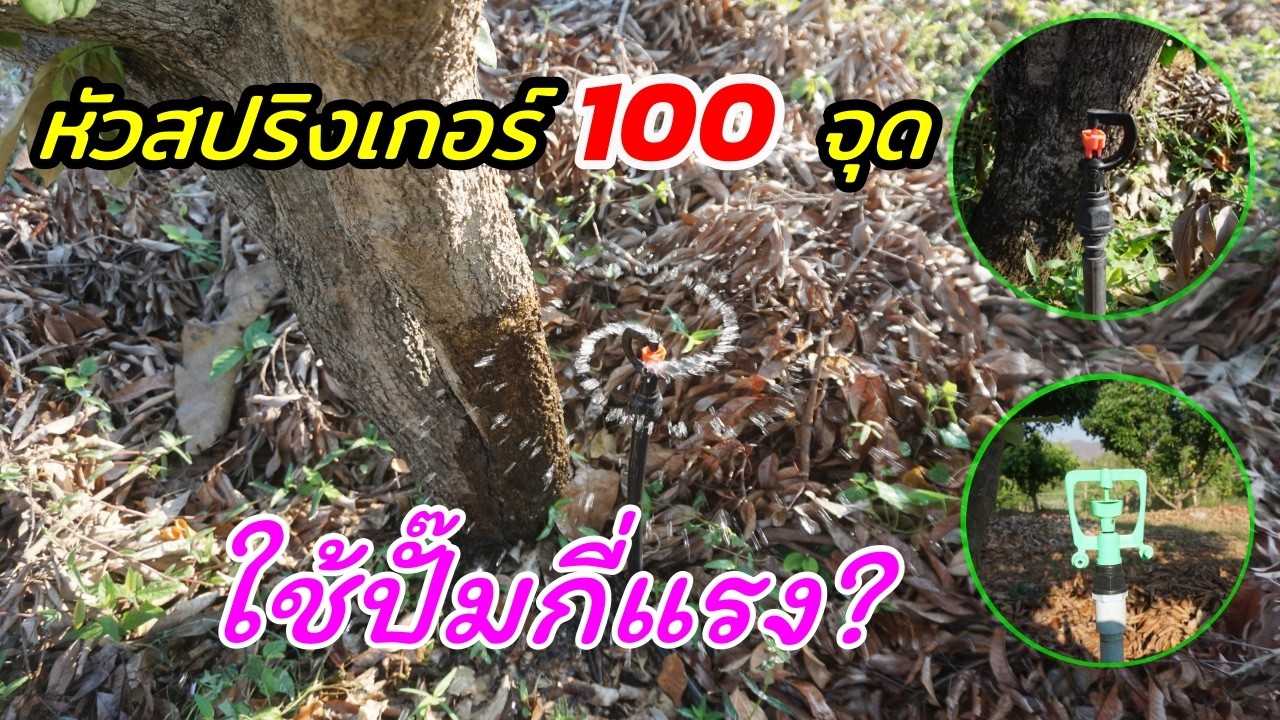สปริงเกอร์ 100 หัว ใช้ปั๊มกี่แรง? คำนวณให้ดูแบบช่างบ้าน
