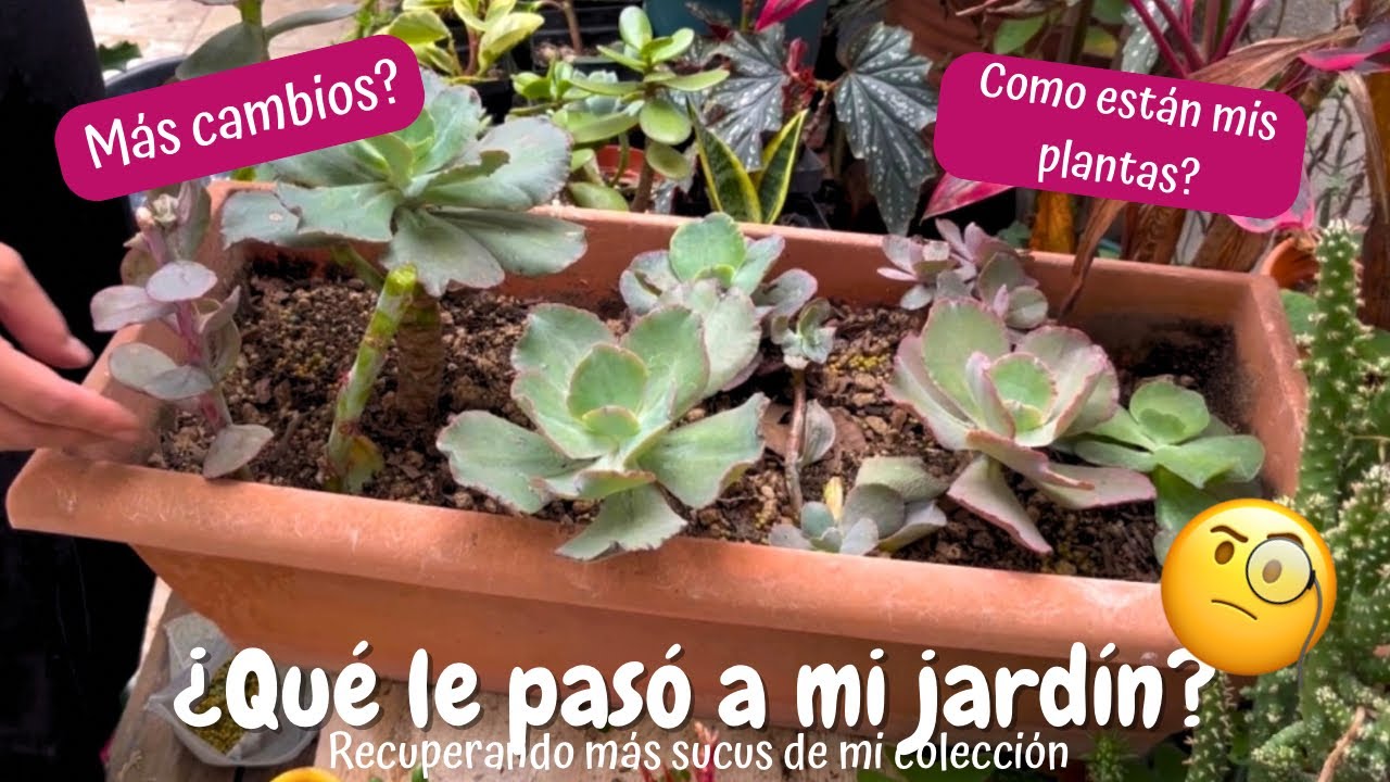 Un NUEVO CAMBIO para mis plantas- Jolujim