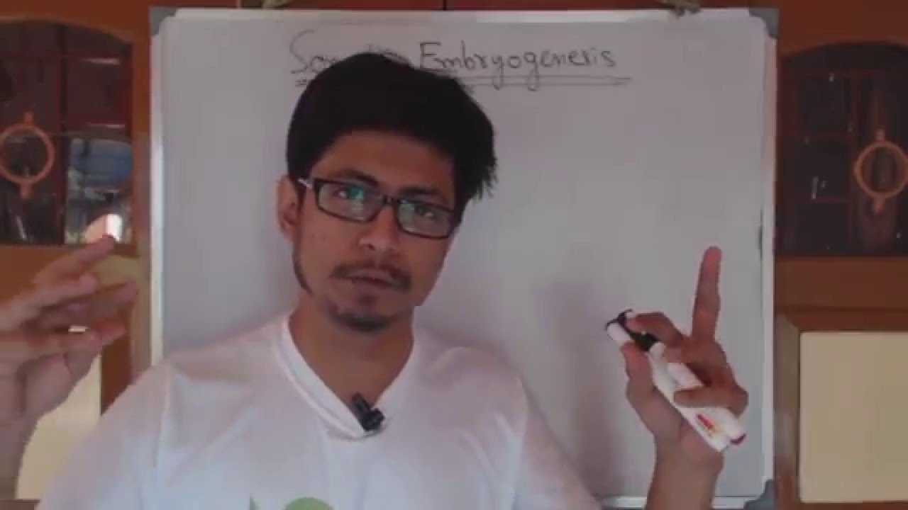 Somatic embryogenesis