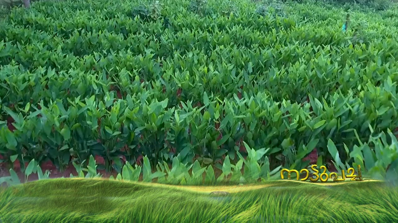 കൂവക്കൃഷി: നഷ്ടപ്രതാപം വീണ്ടെടുത്ത് വീണ്ടുമെത്തുന്നു: സാധ്യതകള്‍