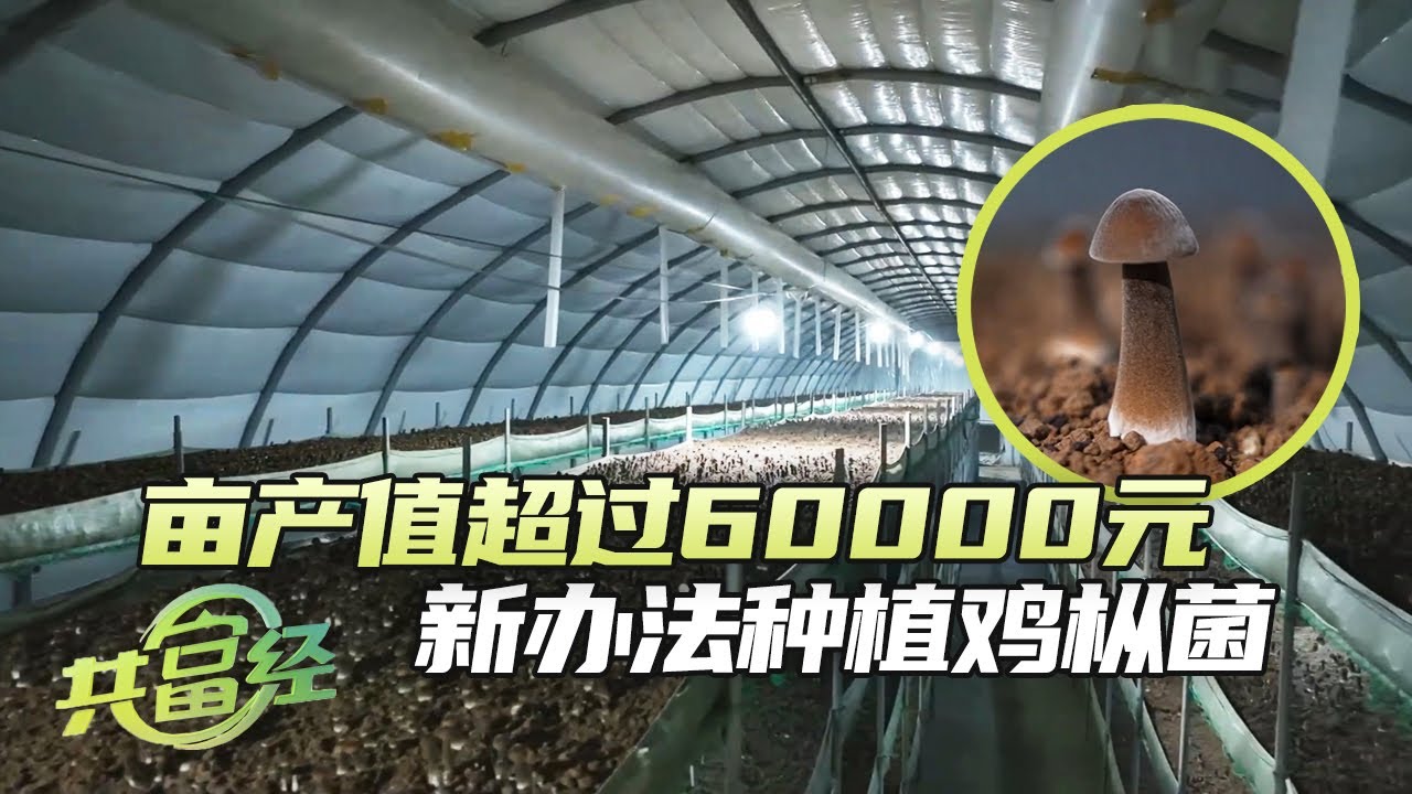 创新办法种植鸡枞菌，产量是别人的4倍多，亩产值超过60000元 「共富经」20241103 | 农业致富经 Agriculture And Farming