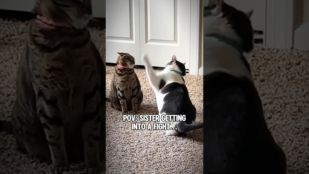 When My Cats Don&rsquo;t Get Along&hellip;😭 #catsfighting #funnycatvids #cats #catshorts #catvideos #fyp #viral