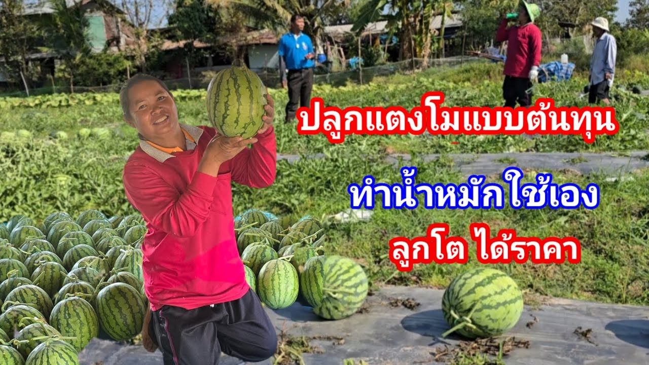 ปลูกแตงโม ต้นทุนต่ำ กำไรสูง ผลผลิตดี ทำน้ำหมักใช้เอง หวานเจี๊ยบ