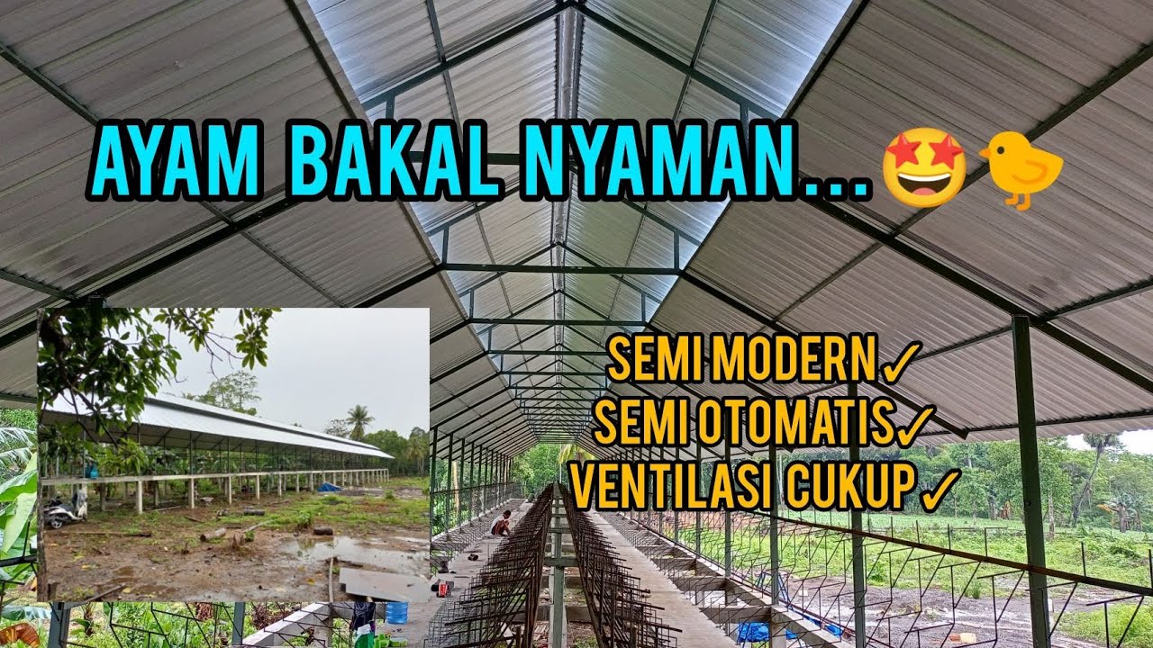 ALBUMI : Pembangunan Kandang Ayam Petelur | Semi Modern