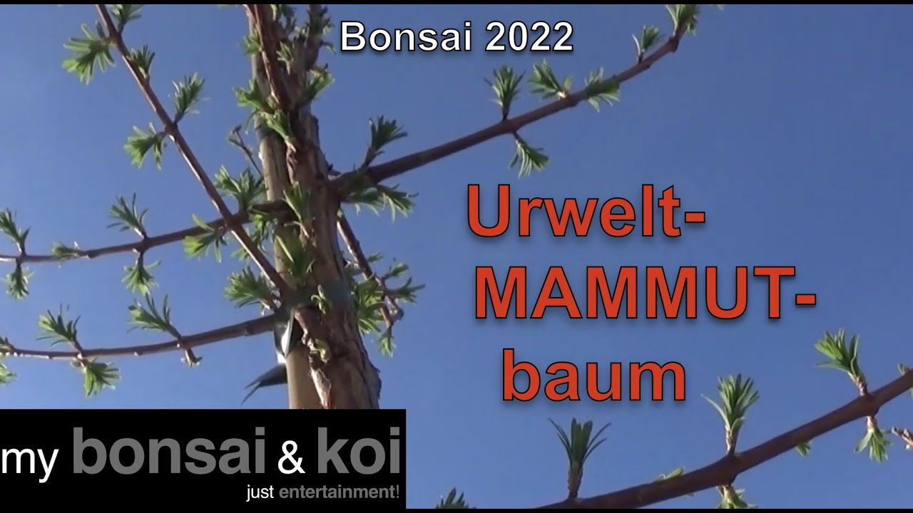 Bonsai 2022-63 - Urweltmammutbaum - Metasequoia glyptostroboides - der fossile Riese