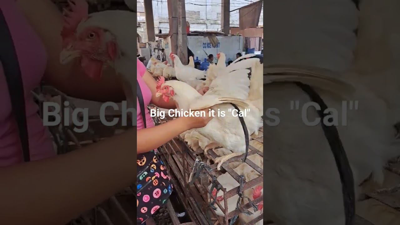 BIG CHICKEN A CAL I WHAT RECIPE YOU WILL COOK? #share #CAL #chicken #amazing