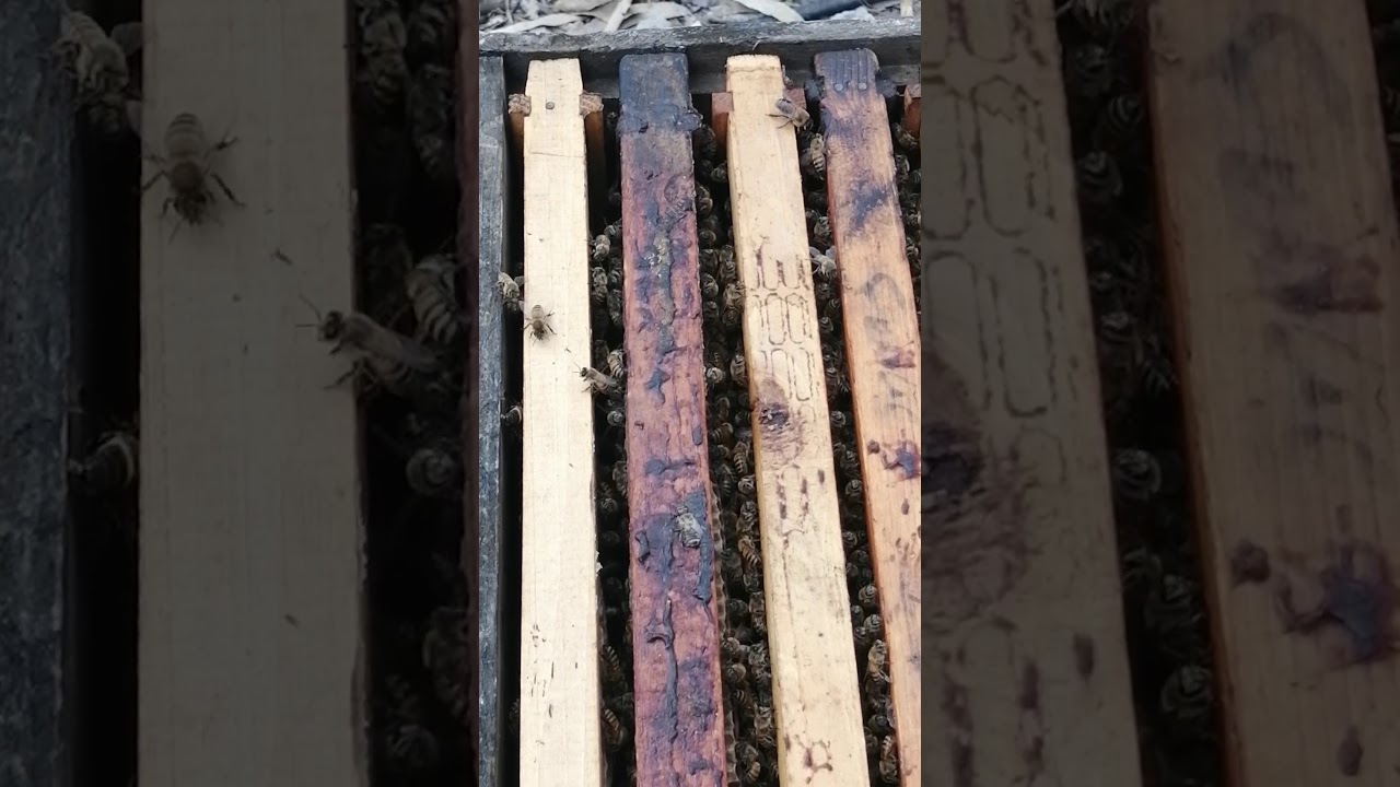 ملكتين نحل في خليه واحده