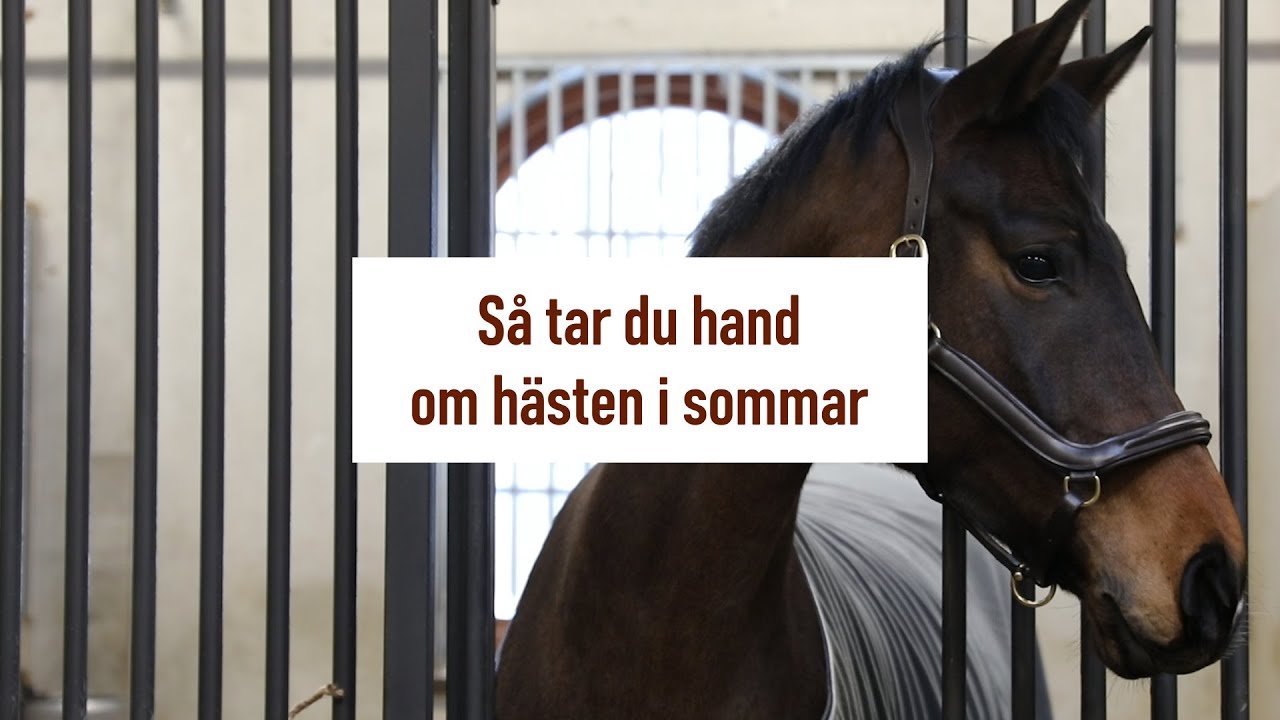 S&aring; tar du hand om h&auml;sten i sommar