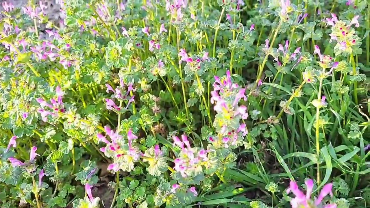 #Natural sounds in the morning spring time . ທຳມະຊາດຍາມເຊົ້າໃນລັດ Tx.