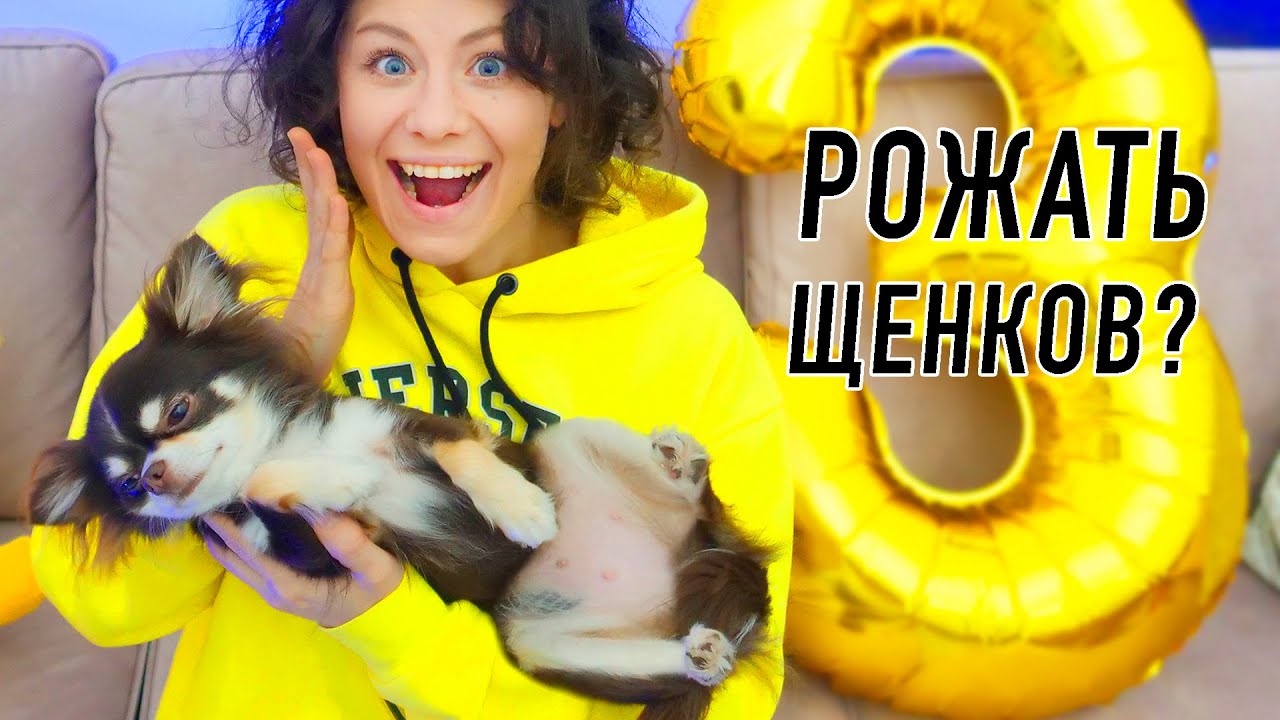 У Юми не будет щенков! 10 фактов о моей собаке! День Рождения собаки Юми Чу