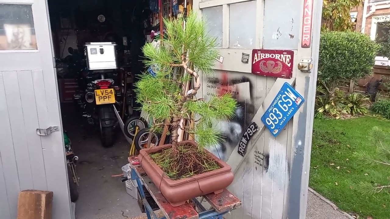 Bonsai, potting up a pine tree found in a ladys garden pt2