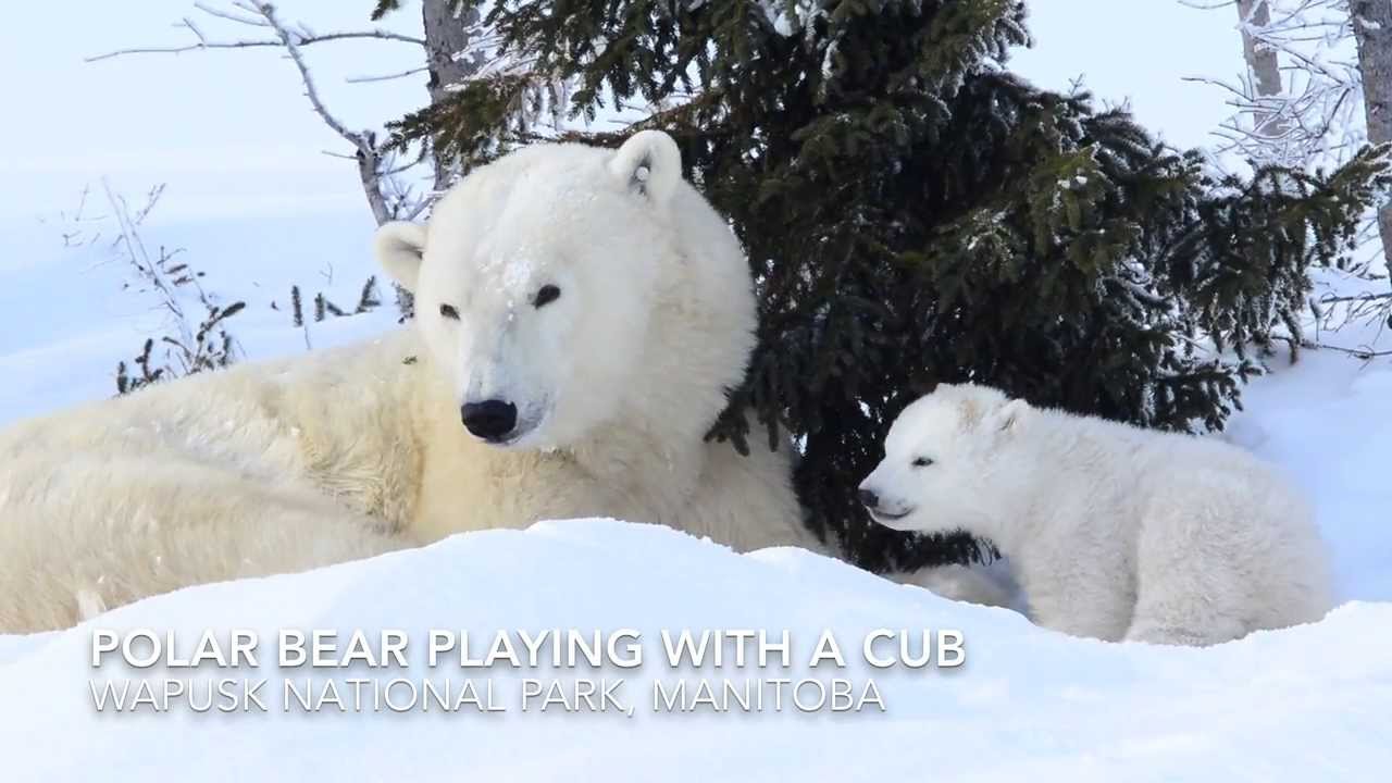 Polar bear playing with a cub.