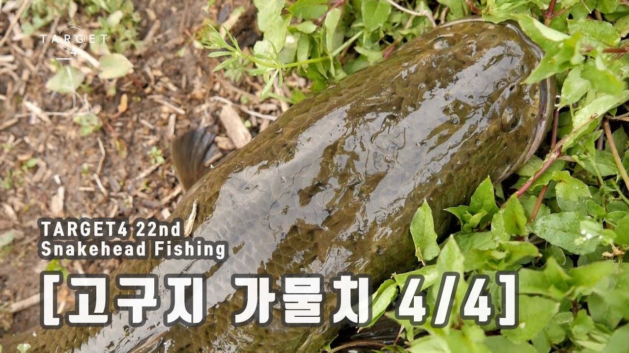 TARGET 4 #22회 물은 말라도 가물치는 산다 [흥왕&고구저수지 4/4]