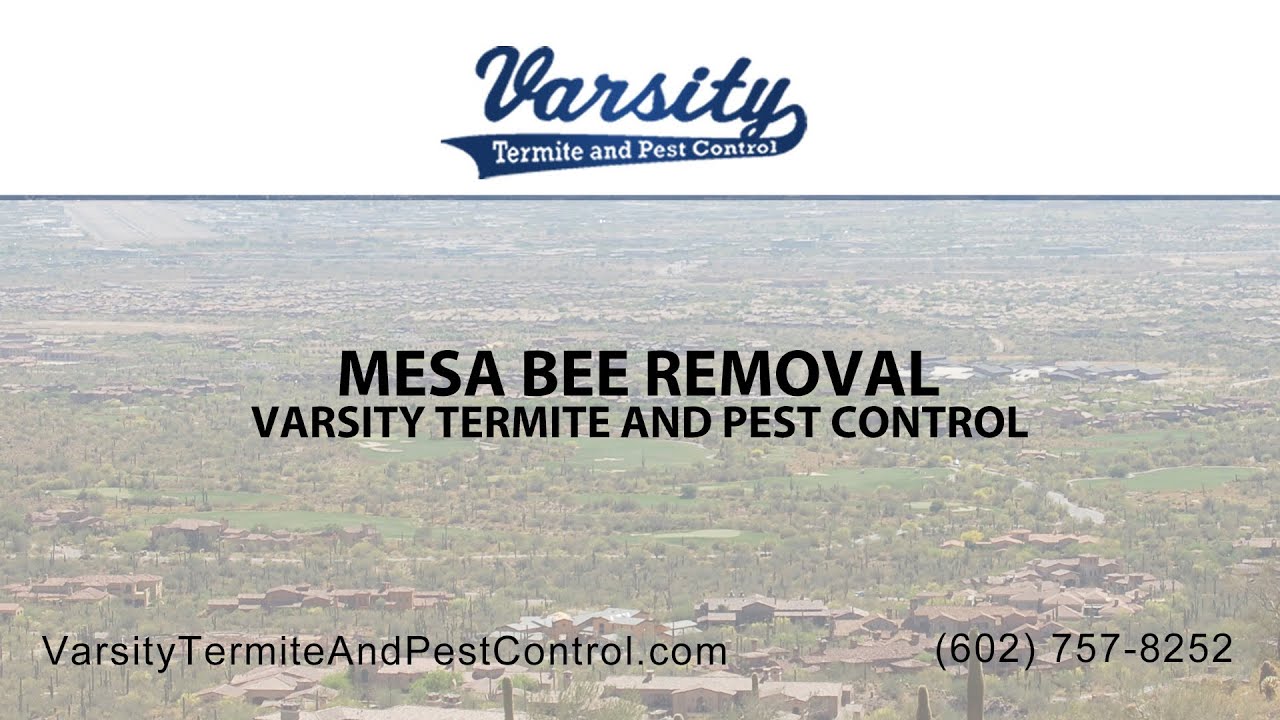 Mesa Bee Removal | Varsity Termite & Pest Control