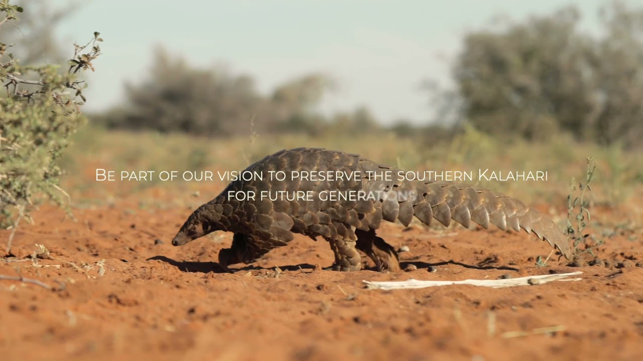 A Tswalu Safari