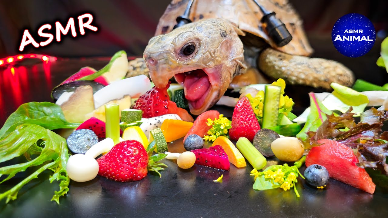 ASMR Mukbang Eating Food 🐢 Turtle Tortoise 160