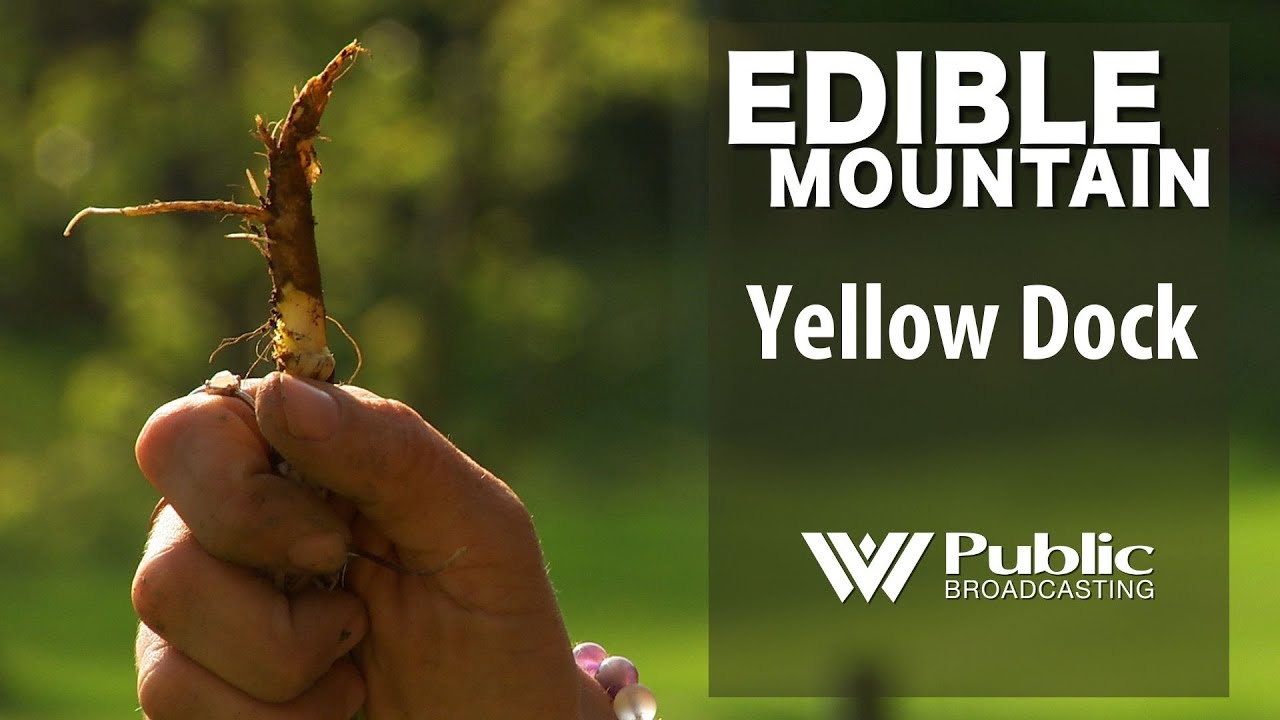 EDIBLE MOUNTAIN  - Yellow Dock