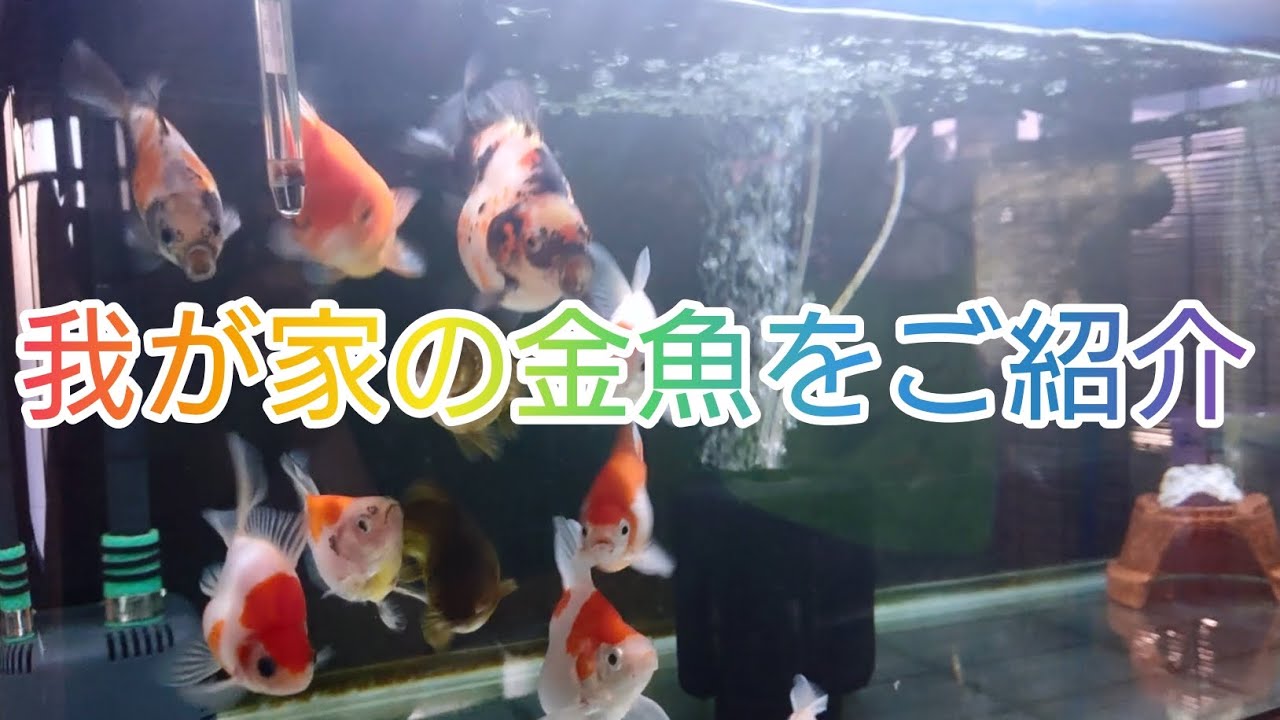 〈金魚〉〈玉サバ〉〈サバ尾〉我が家の金魚をご紹介します！