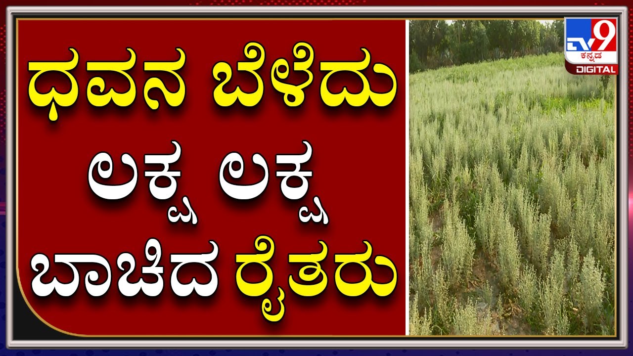 KOLAR ಜಿಲ್ಲೆಯಲ್ಲಿ DHAWAN ಬೆಳೆದು ಲಕ್ಷ ಲಕ್ಷ ಬಾಚುತ್ತಿರುವ FARMERS