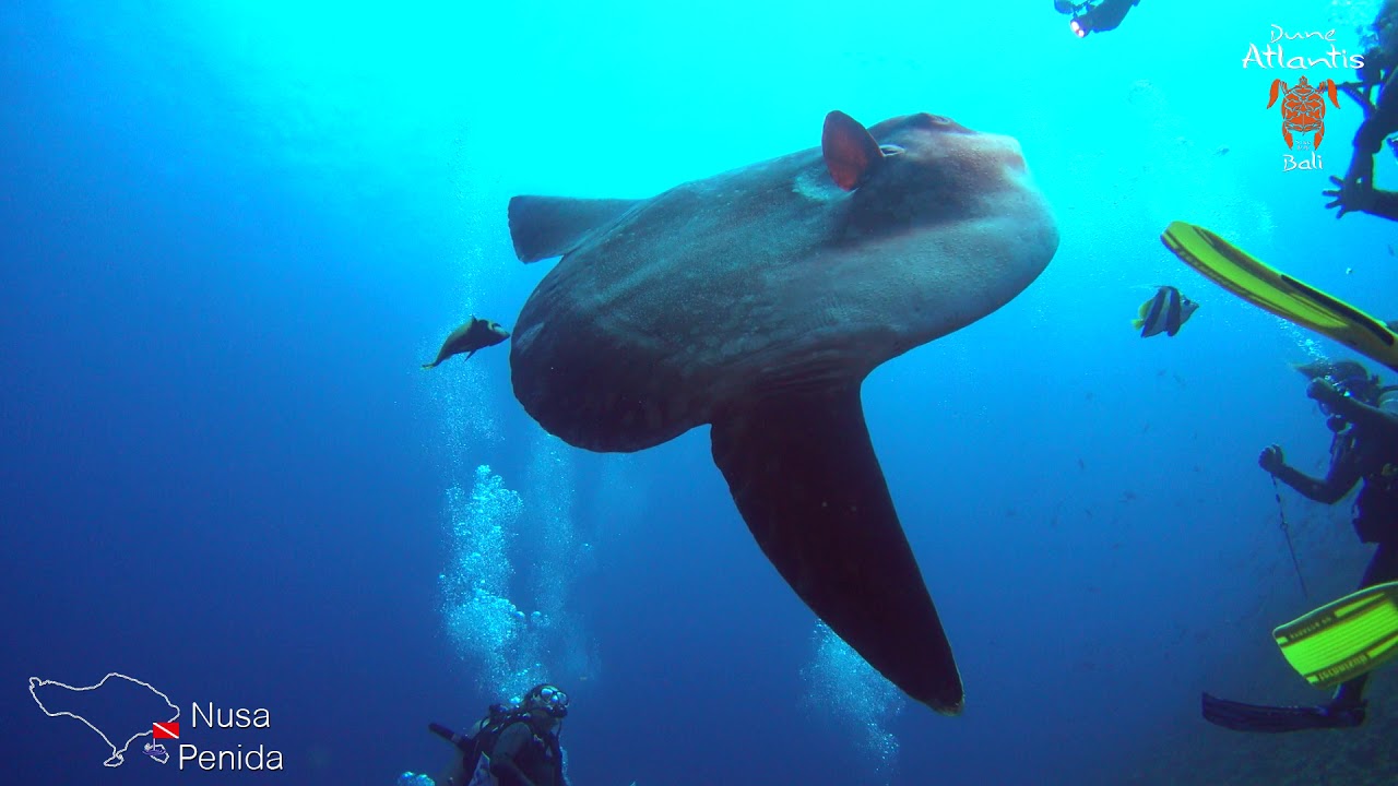 Diving 