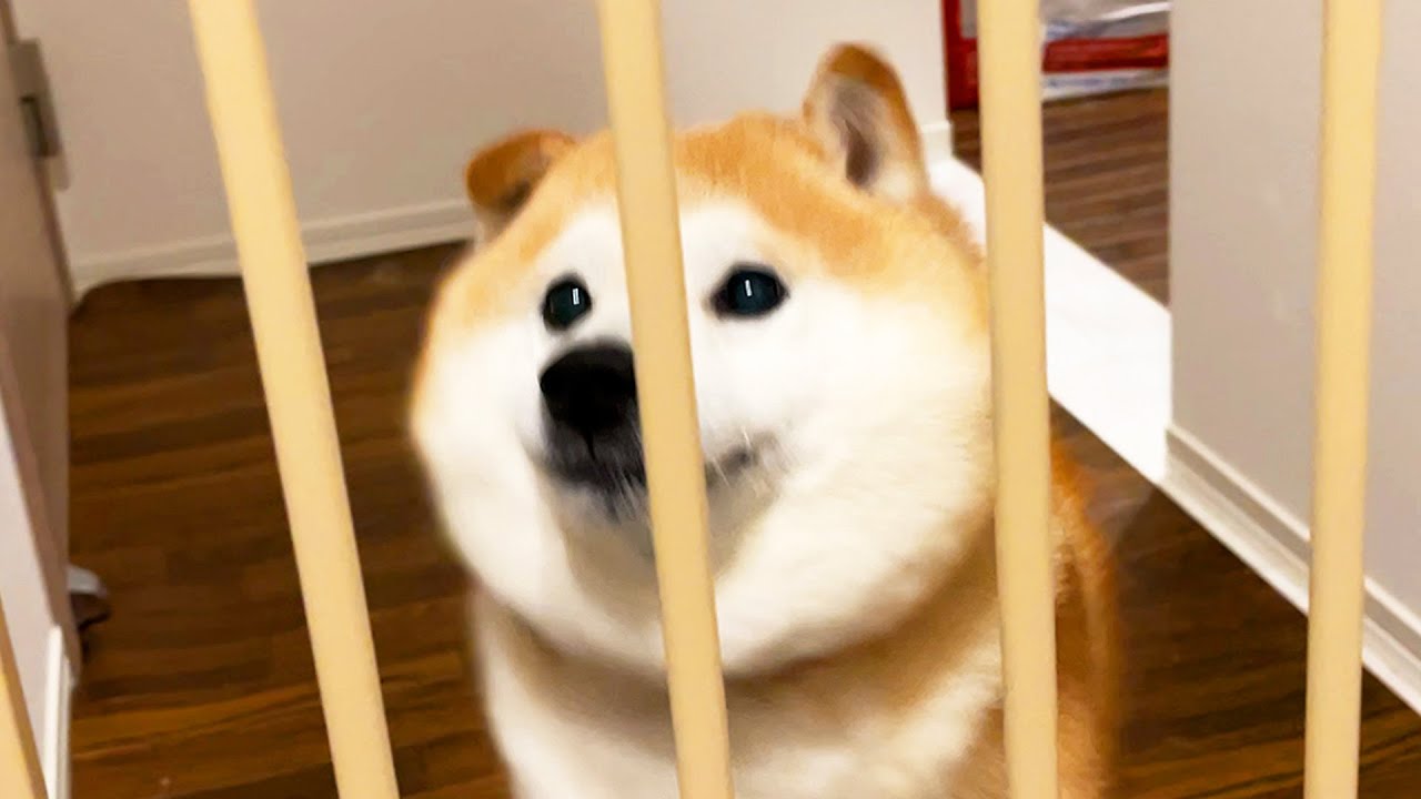 Shibe notices that the family is carrying souvenirs and lets out a snort of celebration.