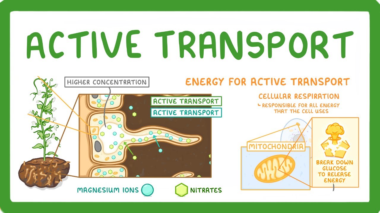 GCSE Biology - Active Transport (2026/27 exams)
