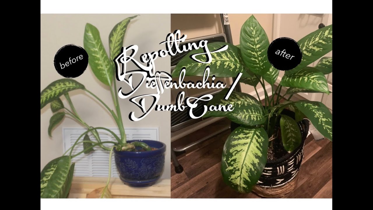 Repotting my Dieffenbachias!
