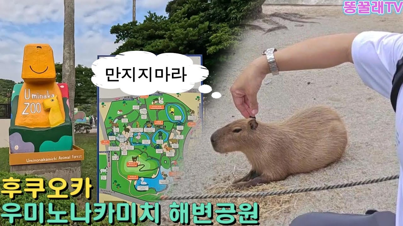 동물들을 직접 만질 수 있는 동물원!! (우미노나카미치 해변공원)