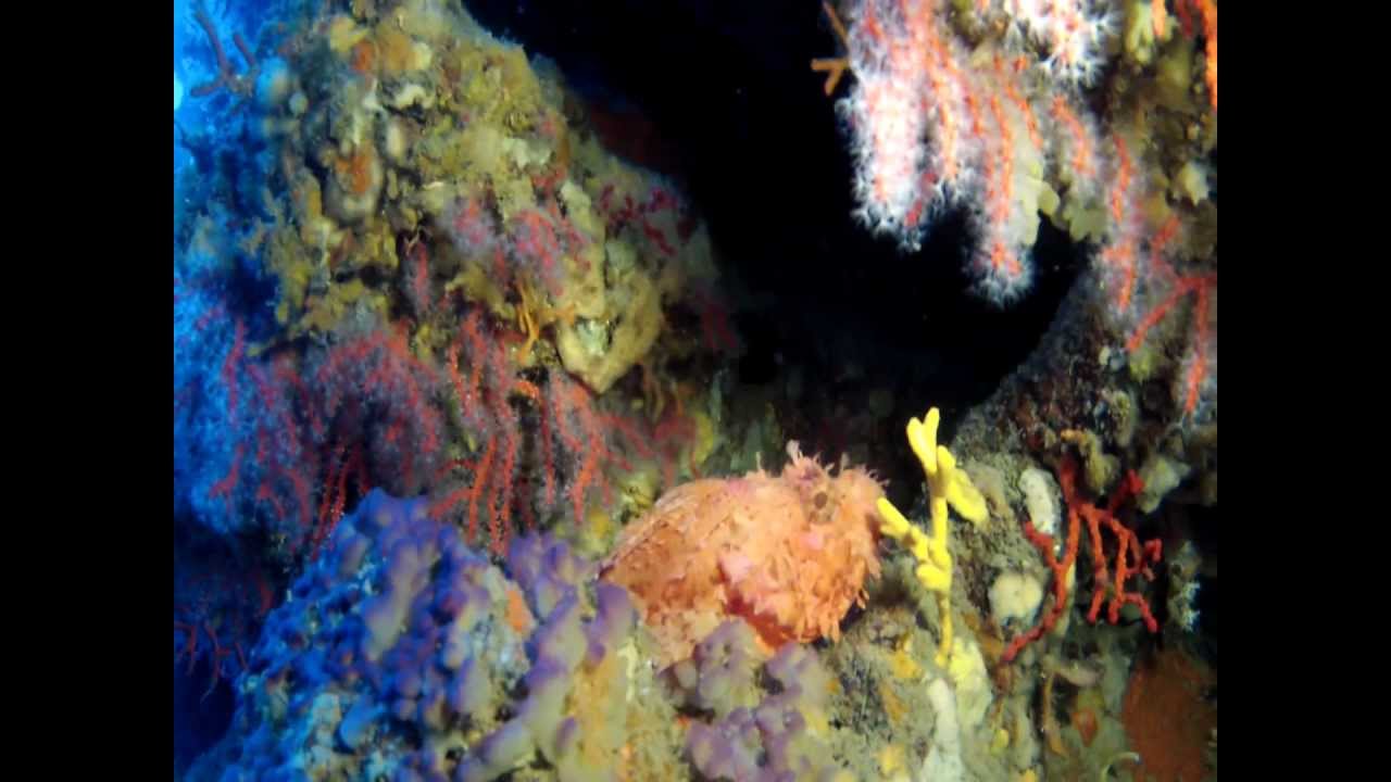 Lo Scoglio dell'Altare - Promontorio di Portofino  HD