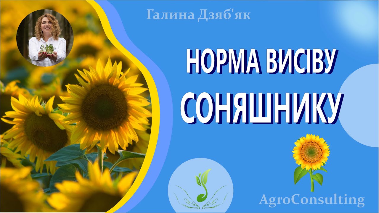 Норма висіву соняшнику. Як розрахувати для своїх умов?