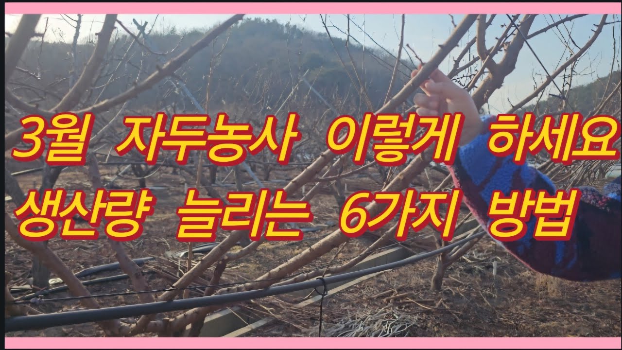 3월 자두농사 이렇게 하세요. 생산량 늘리는 6가지 방법!(농사의신)