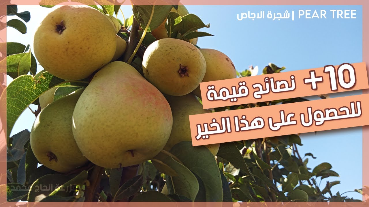 هل أنصــح بغــرس شجــرة الإجاص؟ | جميع الارشادات بعد ثلاث سنوات من التجربة