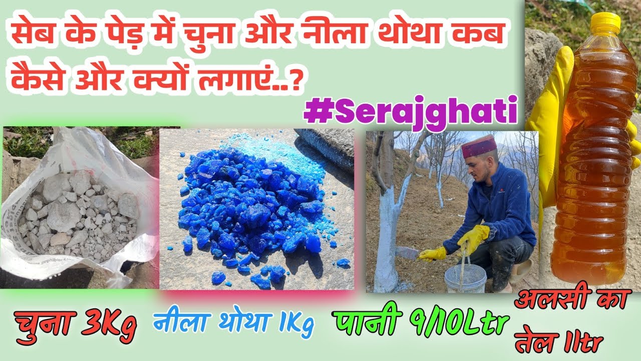 सेब के पेड़ में चुना और नीला थोथा कब कैसे और क्यों लगाएं...? #Serajghati #apple #care #orchard