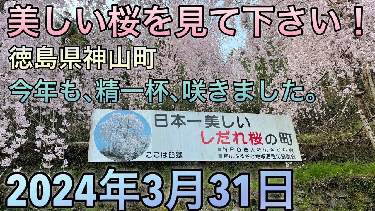 【2024.3.31桜満開】徳島県神山町､日本一美しい枝垂れ桜､今年も精一杯､咲きました！