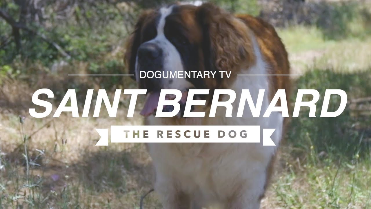 SAINT BERNARDS: RESCUING THE RESCUE DOG