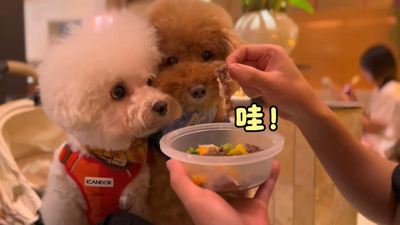 小狗放纵日 牛肉火锅 #日常分享 #安静的布丁妹妹