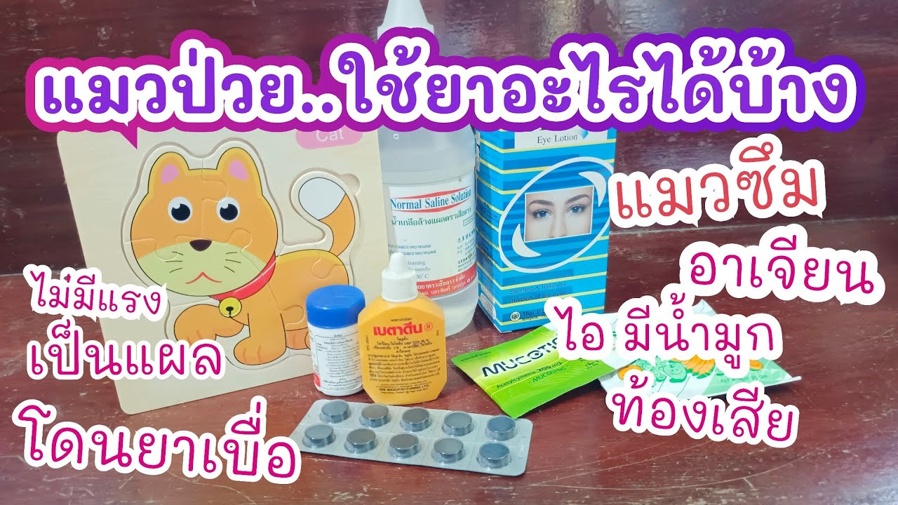 แมวป่วย กินยาอะไรได้บ้าง แมวป่วยรักษาเอง ยาสามัญประจำบ้านที่ใช้กับแมวได้มีอะไรบ้าง