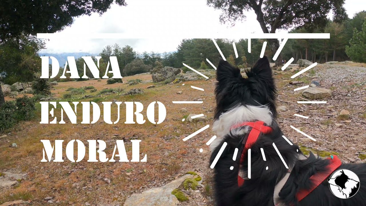 Dana, Border Collie Endurera. Enduro MTB Moralzarzal 2021 Old School