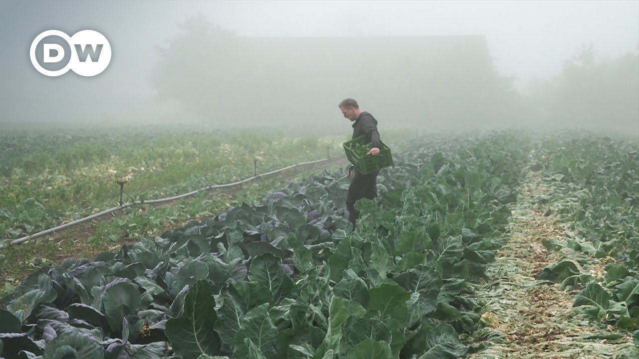The Restaurant That Only Serves The Vegetables Found On The Fields Each Morning