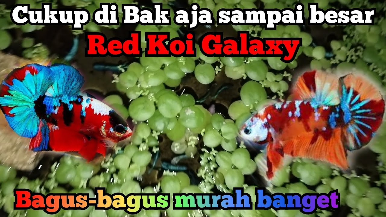 Breeder ikan cupang di Harapan Indah Bekasi