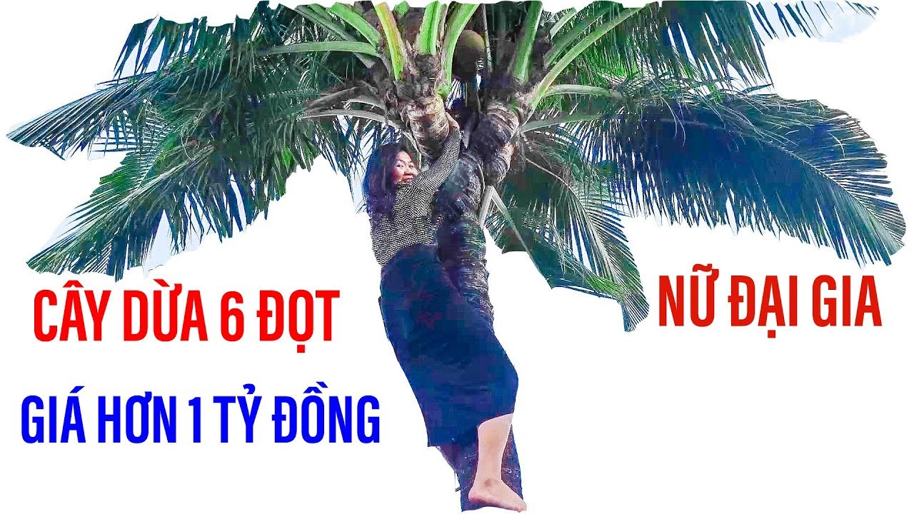 Nữ đại gia Sài Gòn leo lên cây dừa tiền tỷ, cây dừa 6 đọt II ĐỘC LẠ BÌNH DƯƠNG