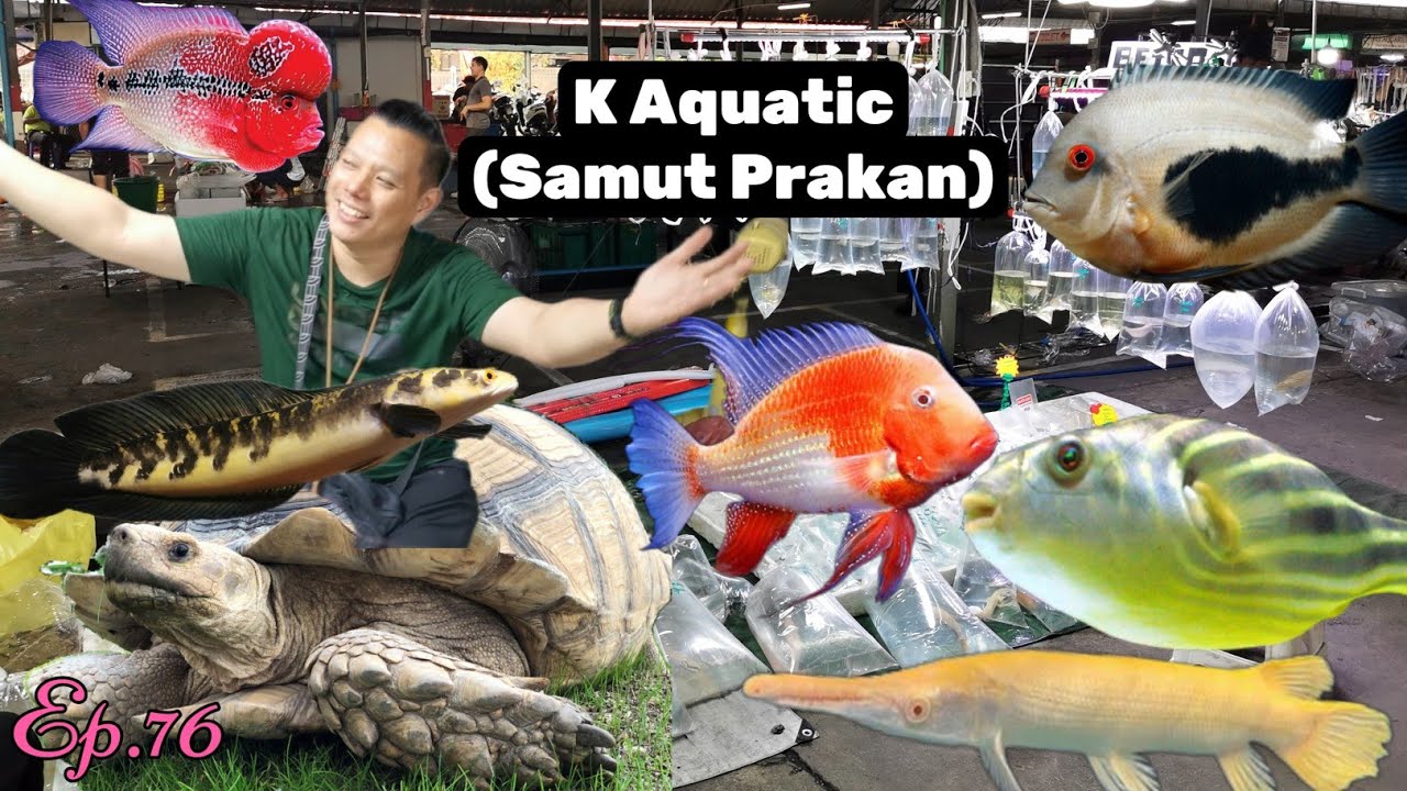 K Aquatic​ (Samut​ Prakan)​ปลา​แปลก​สวยงาม​🐟​Ep.76