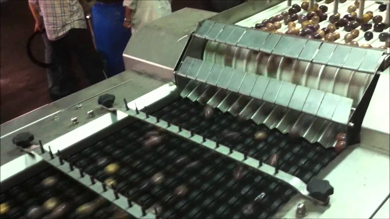 Olives sorting machine- Egypt